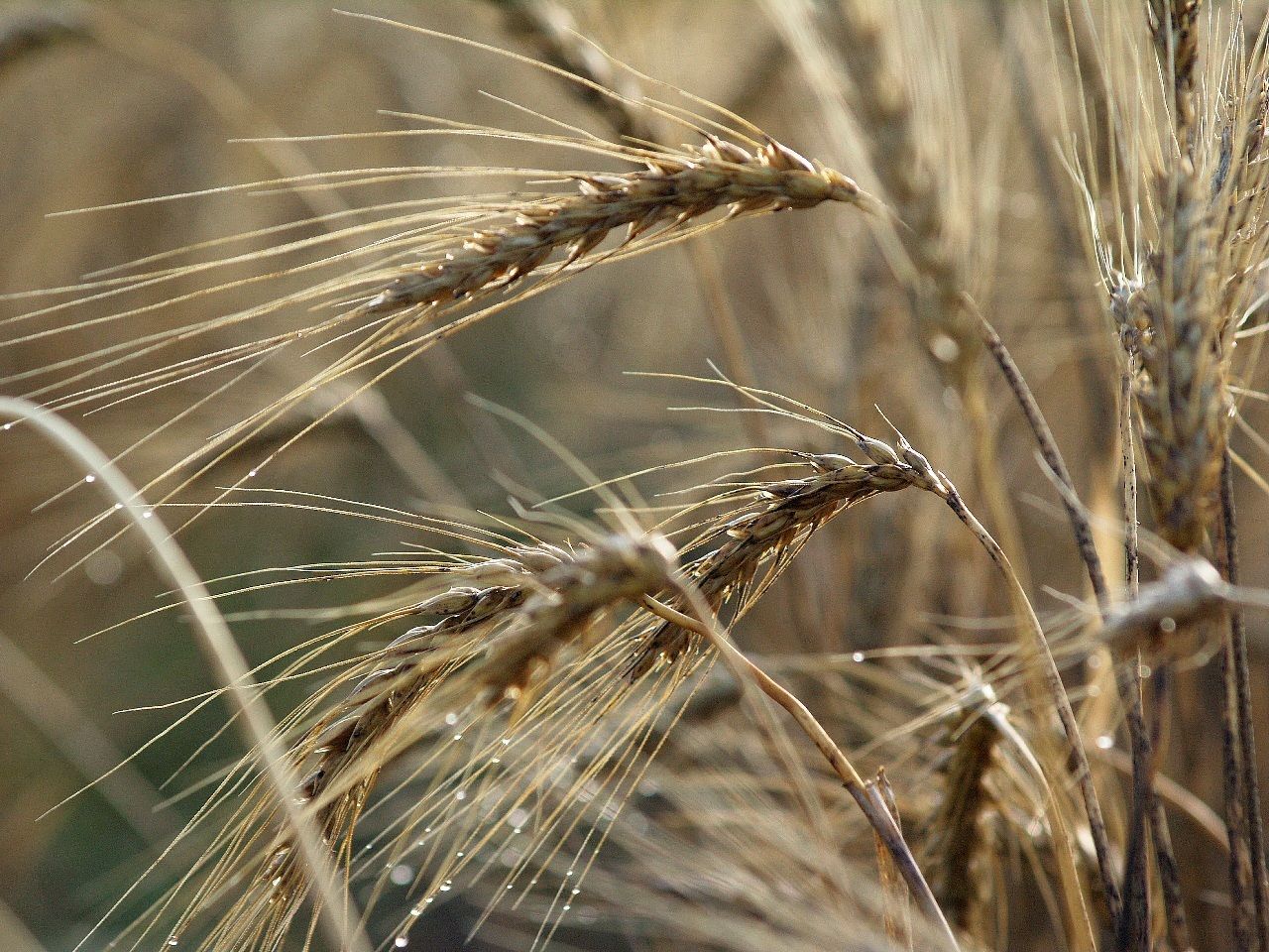 Пшеница мягкая / твердая #4